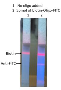 attogene