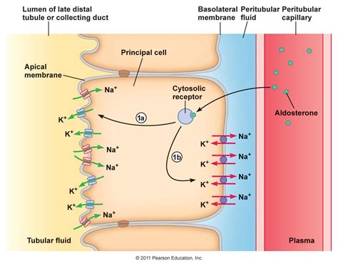 basolateral