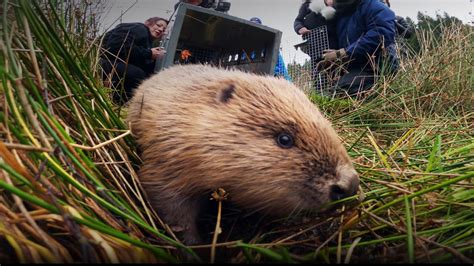 beaverporn