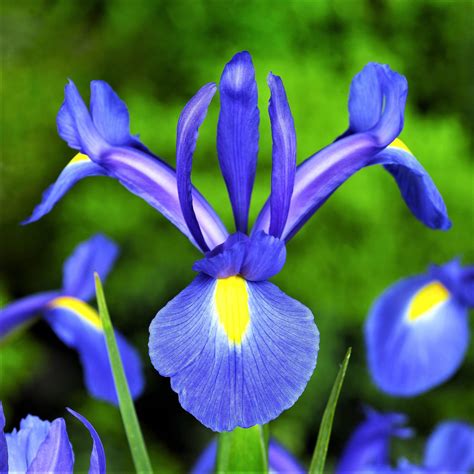 blueiris