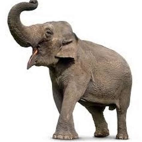 elephantttube