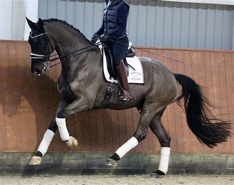 eurodressage