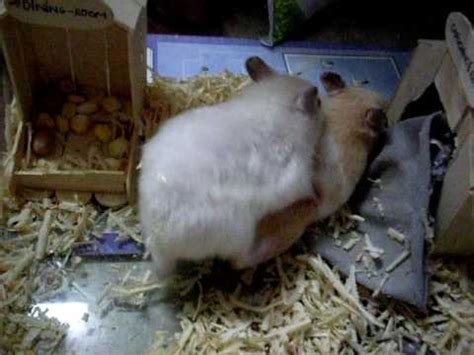 hamsterxxx