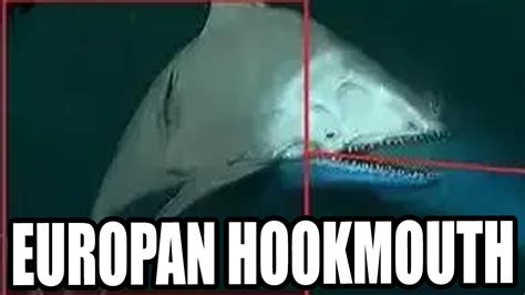 hookmouth