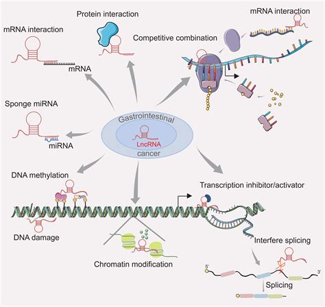 lncrna