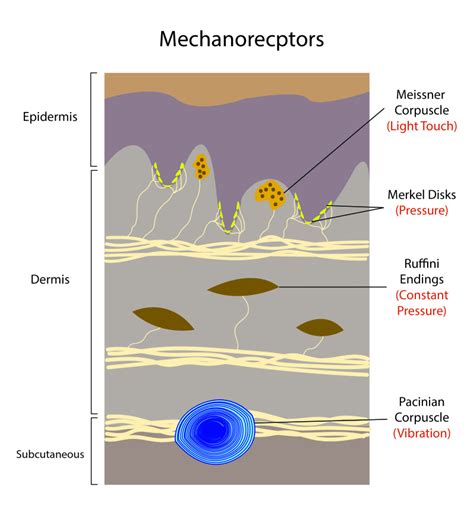 mechanoreceptors