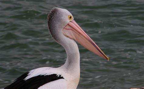 pelicanpart