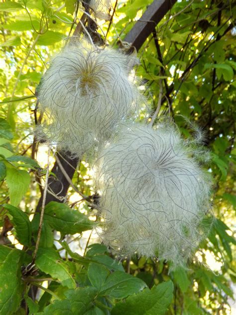 peluditas