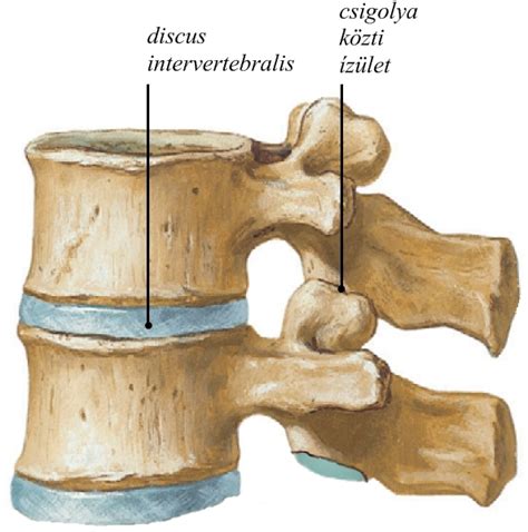 spiné